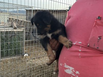 Purebred Australian Shepherd Puppies