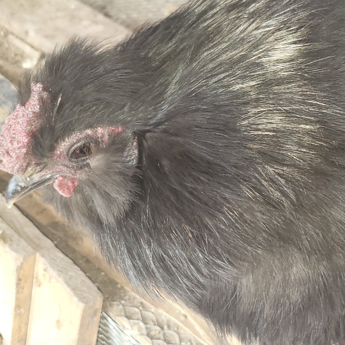 our silkie rooster shadow