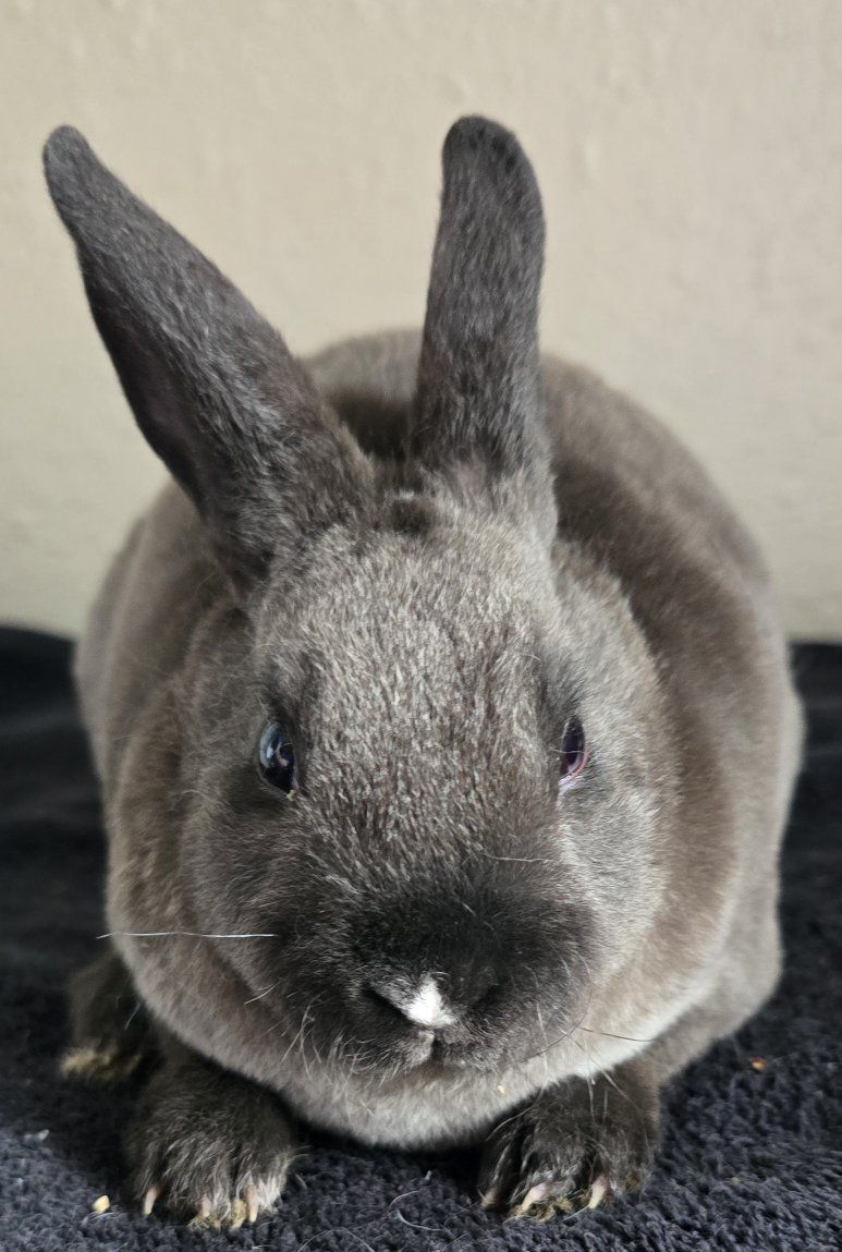 Mini Rex Buck