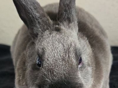 Mini Rex Buck