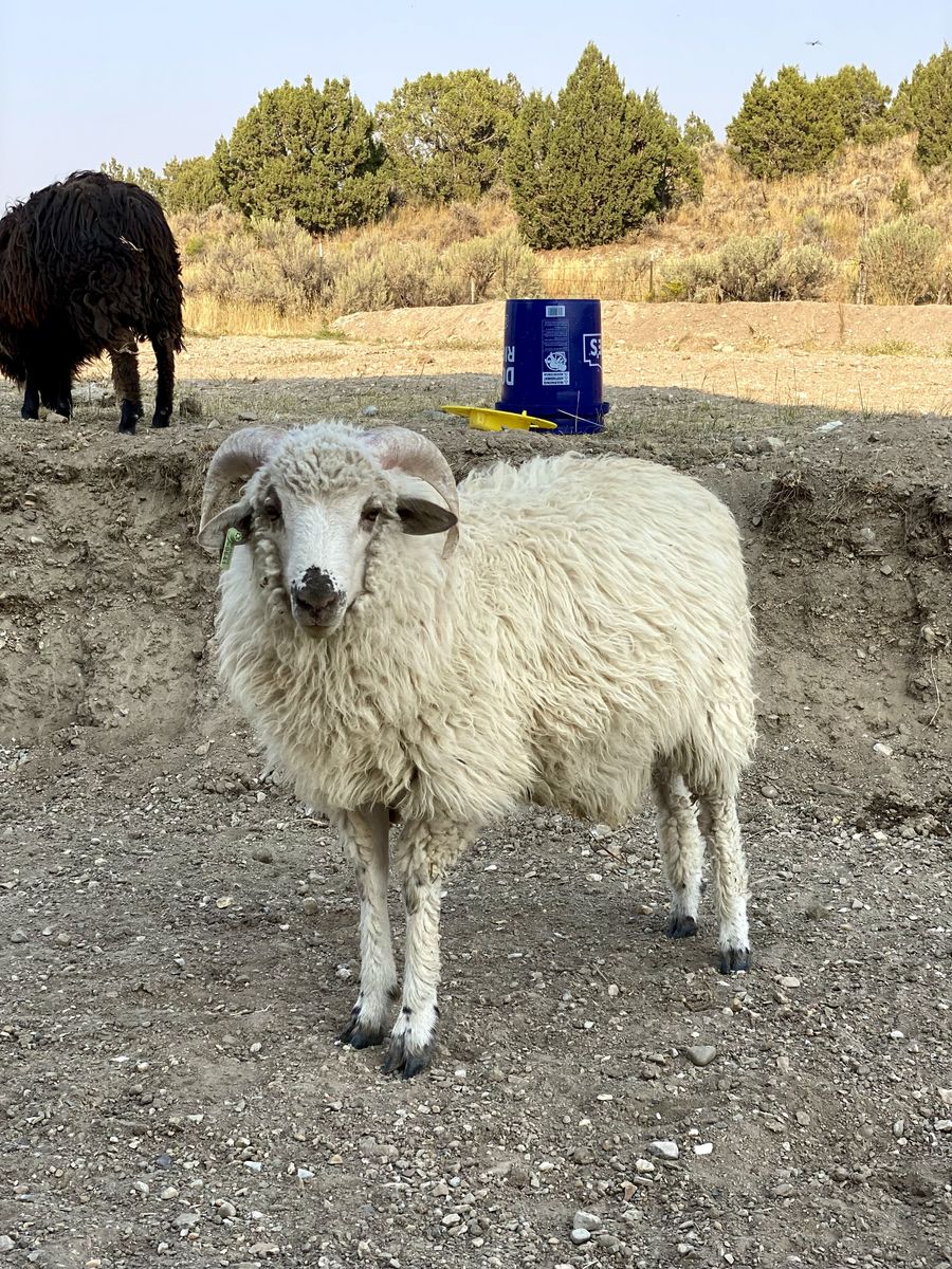 ISO Navajo Churro Ram Lamb