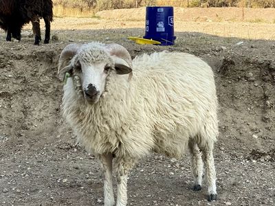 ISO Navajo Churro Ram Lamb