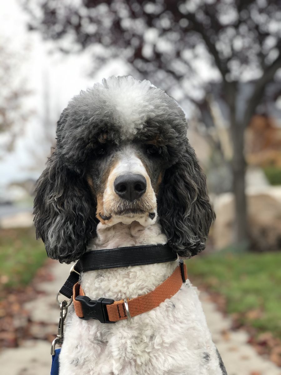 AKC Tri-Color Standard Poodle Stud Parti/Merle/Phantom