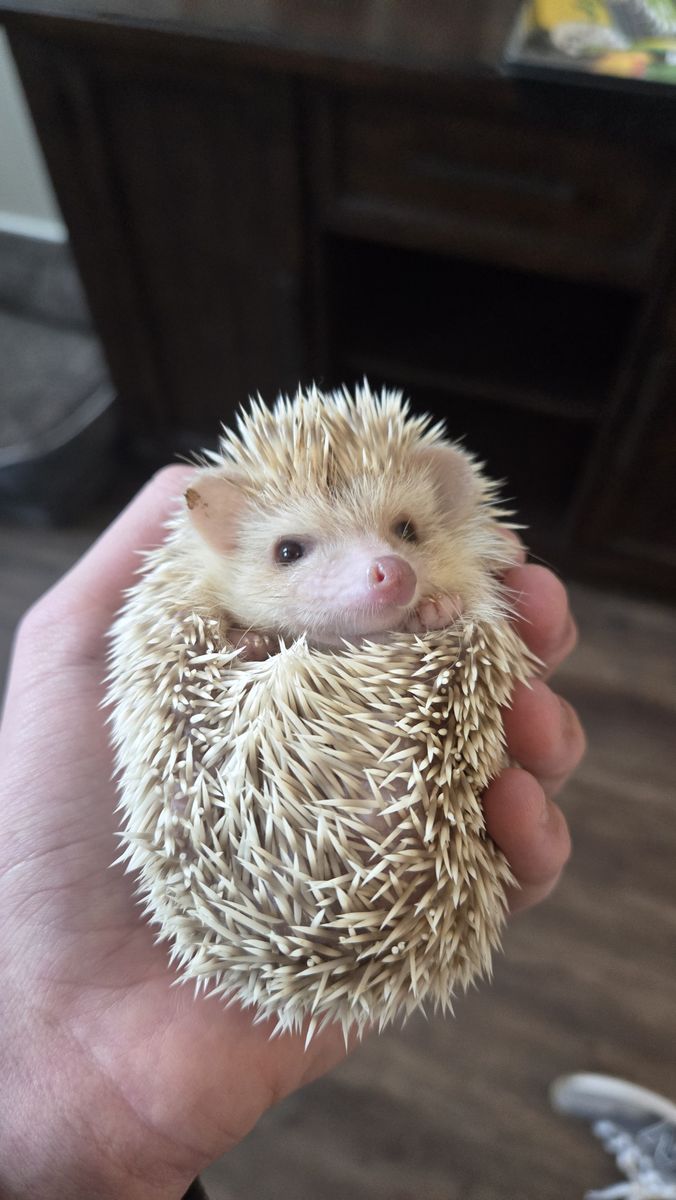 African Pygmy Hedgehog (Toast) -- 2 years old, full setup included