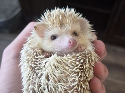 African Pygmy Hedgehog (Toast) -- 2 years old, full setup included