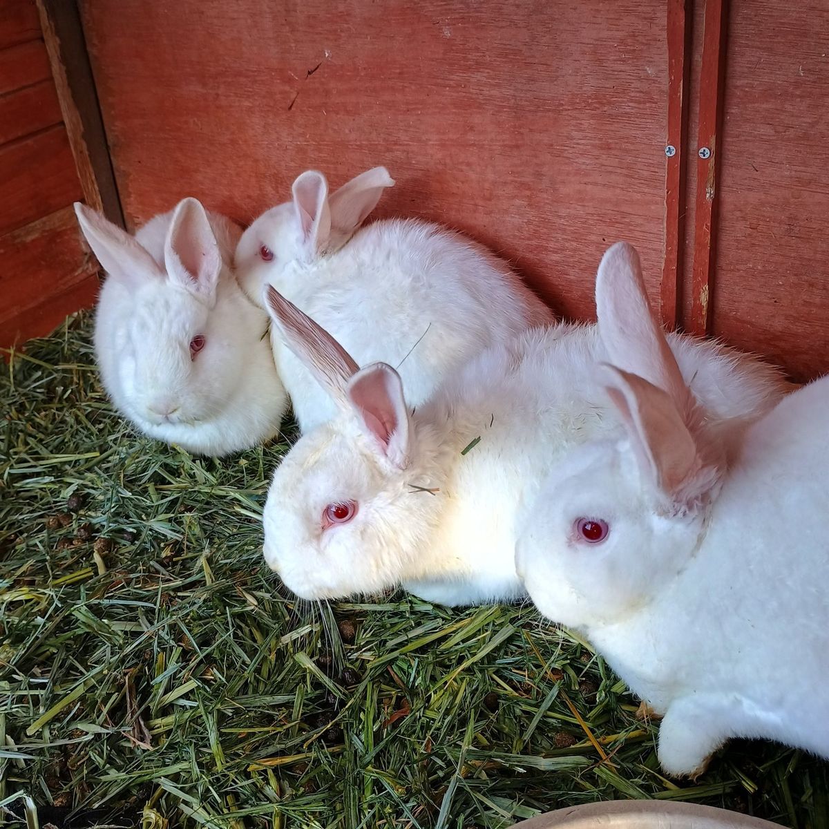 New Zealand/Rex Rabbits 5 does and 1 buck