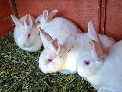 New Zealand/Rex Rabbits 5 does and 1 buck