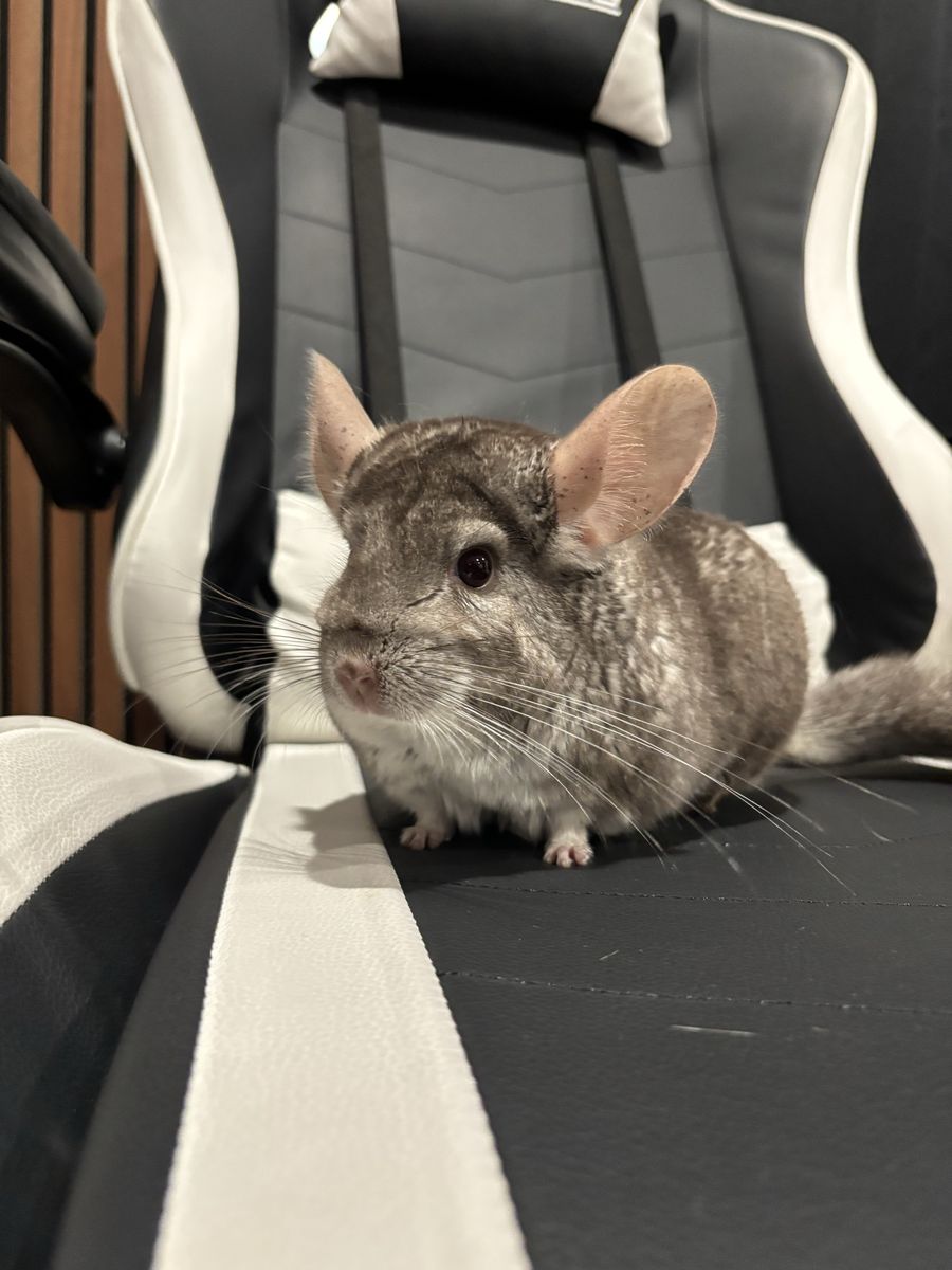 Chinchilla, cage, everything