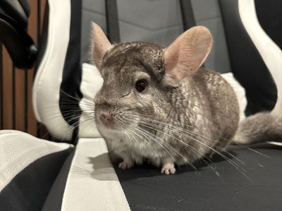 Chinchilla, cage, everything