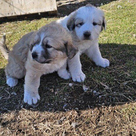 (turkish: akbaş dog