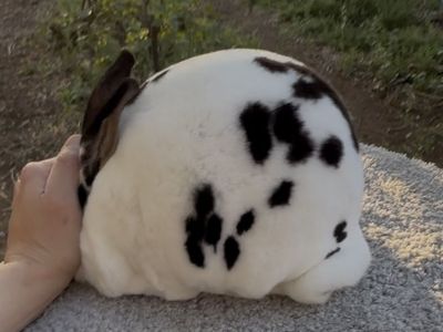 Pedigreed Mini Rex Doe