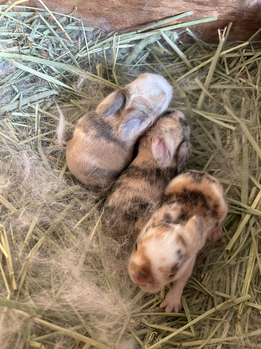 Tri VC HOLLAND LOP BUCK