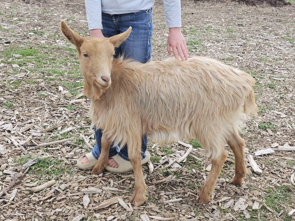 Beautiful Golden Guernsey Goat
