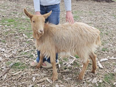 Beautiful Golden Guernsey Goat