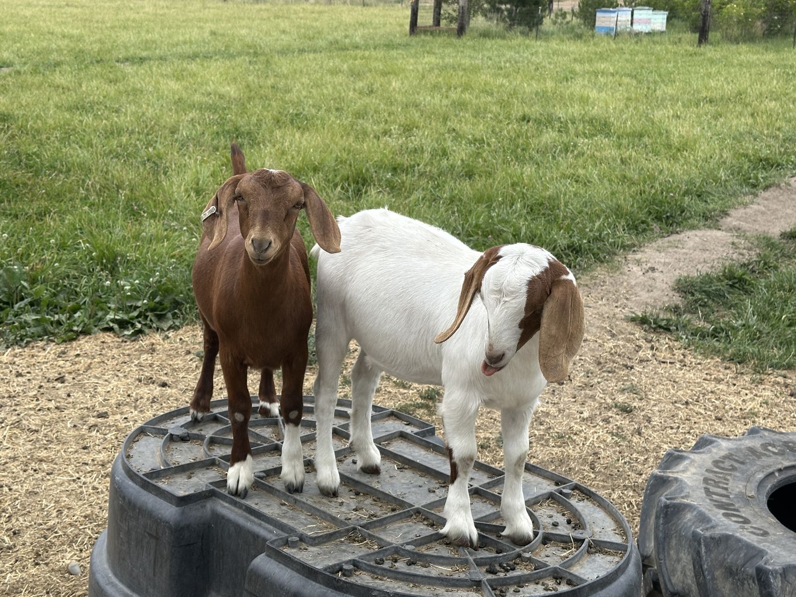Doelings and wethers