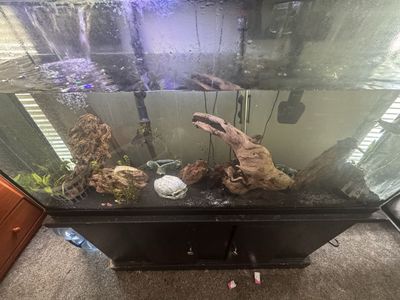 Fish tank