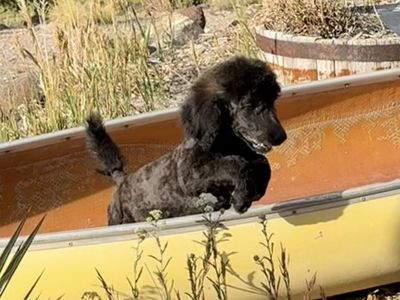 AKC Standard Poodle Puppies