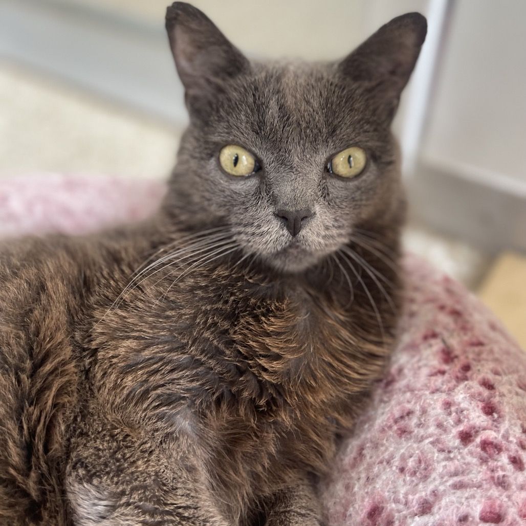 Hello my name is Rocket