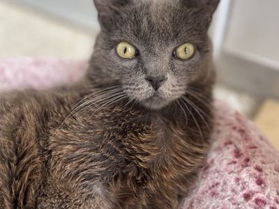 Hello my name is Rocket