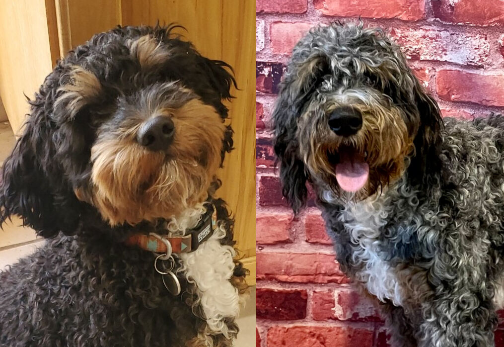 Tri-color STUDS Bernedoodle Aussiedoodle Bernese Cavapoo Mountain Poodle Merle Phantom Cavalier F1 F1B