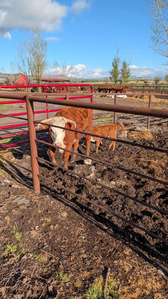 2 year old Hereford cow calf pair