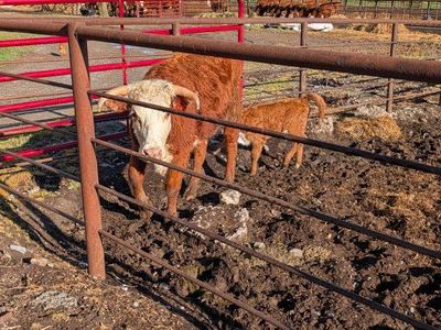 2 year old Hereford cow calf pair