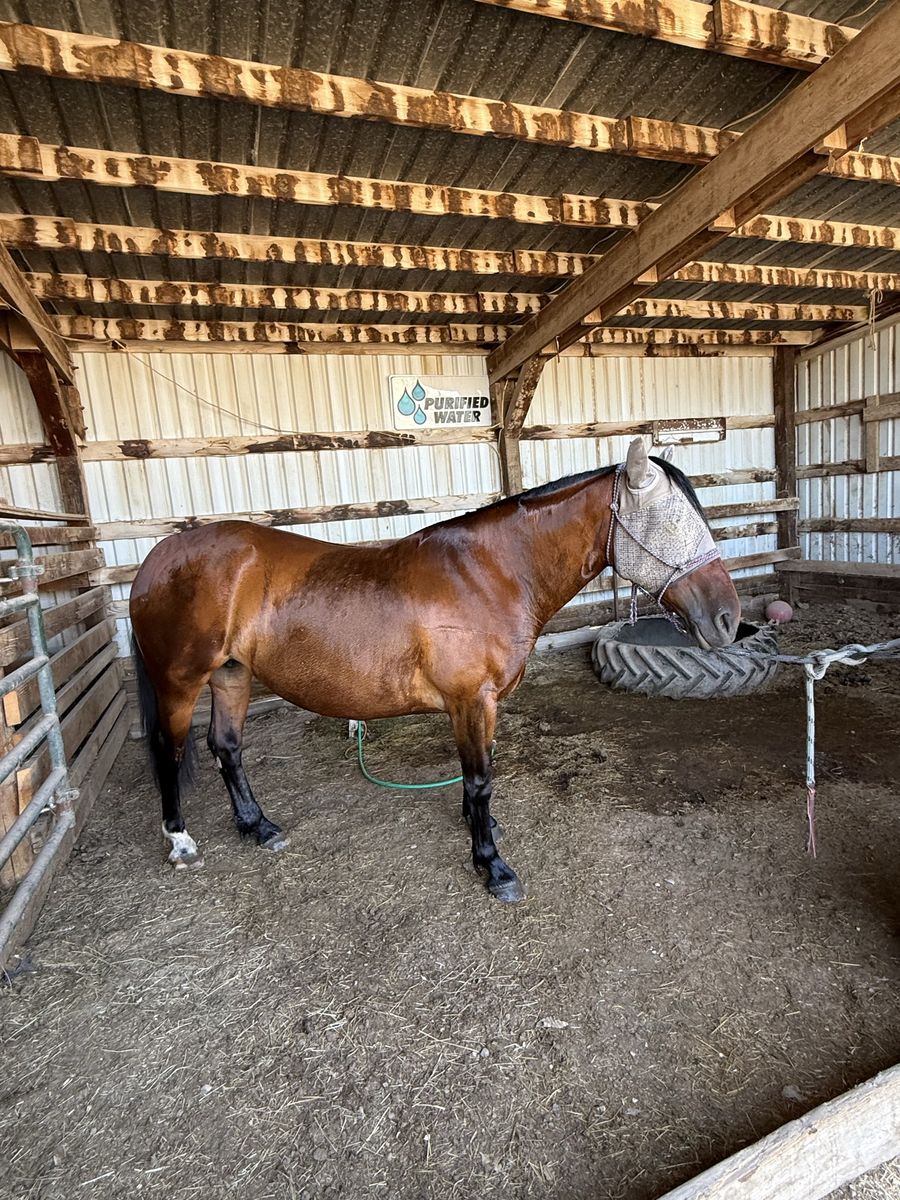 6 year Old Blm Mare