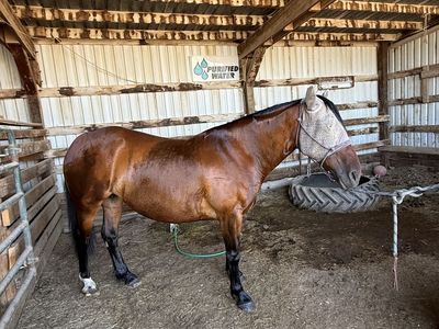 6 year Old Blm Mare