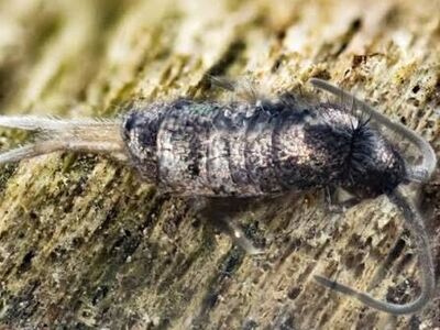Quick silvers Springtails