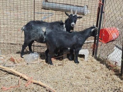 two Nigerian dwarf does