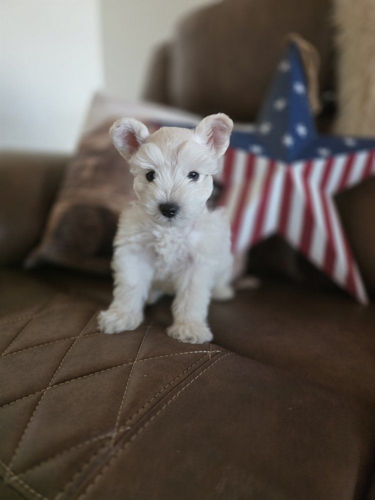 AKC Schnauzer Batman  ready to go August 1st