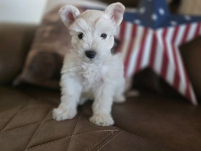 AKC Schnauzer Batman ready to go August 1st