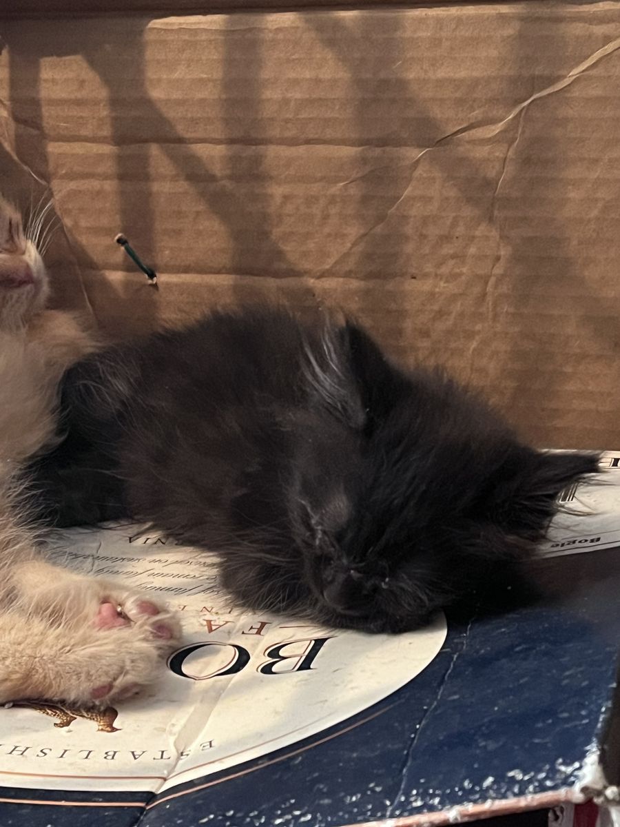 Kittens