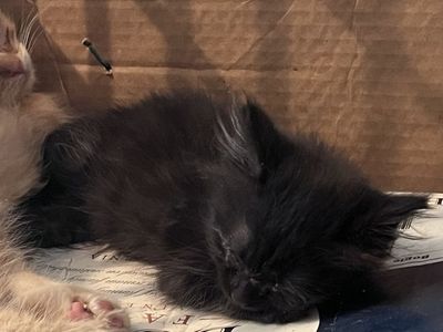 Kittens