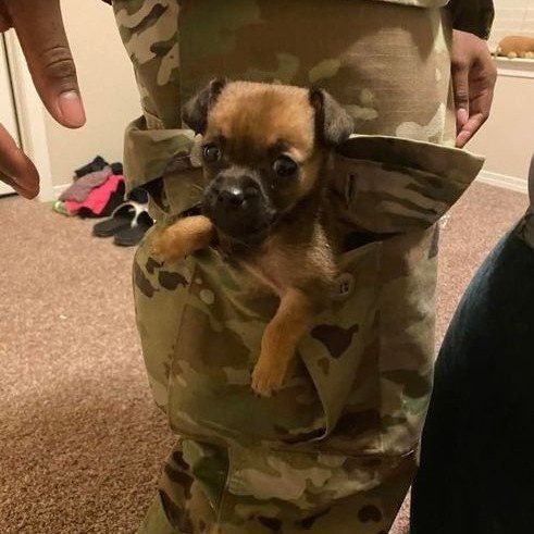 Tiny Chihuahua puppy