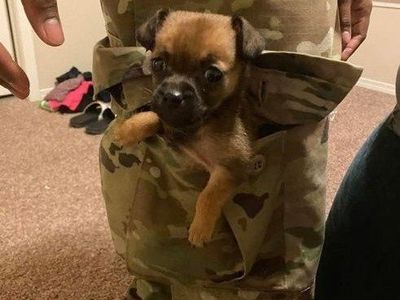 Tiny Chihuahua puppy