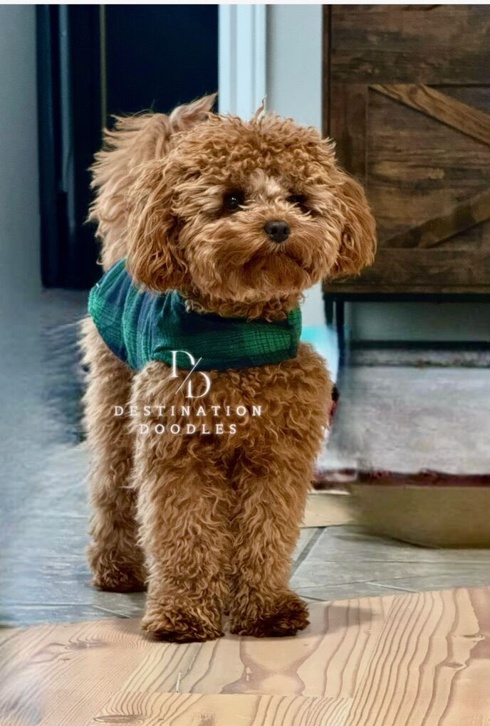 Solid Red Cavapoo Stud 100% Clear! 7lbs