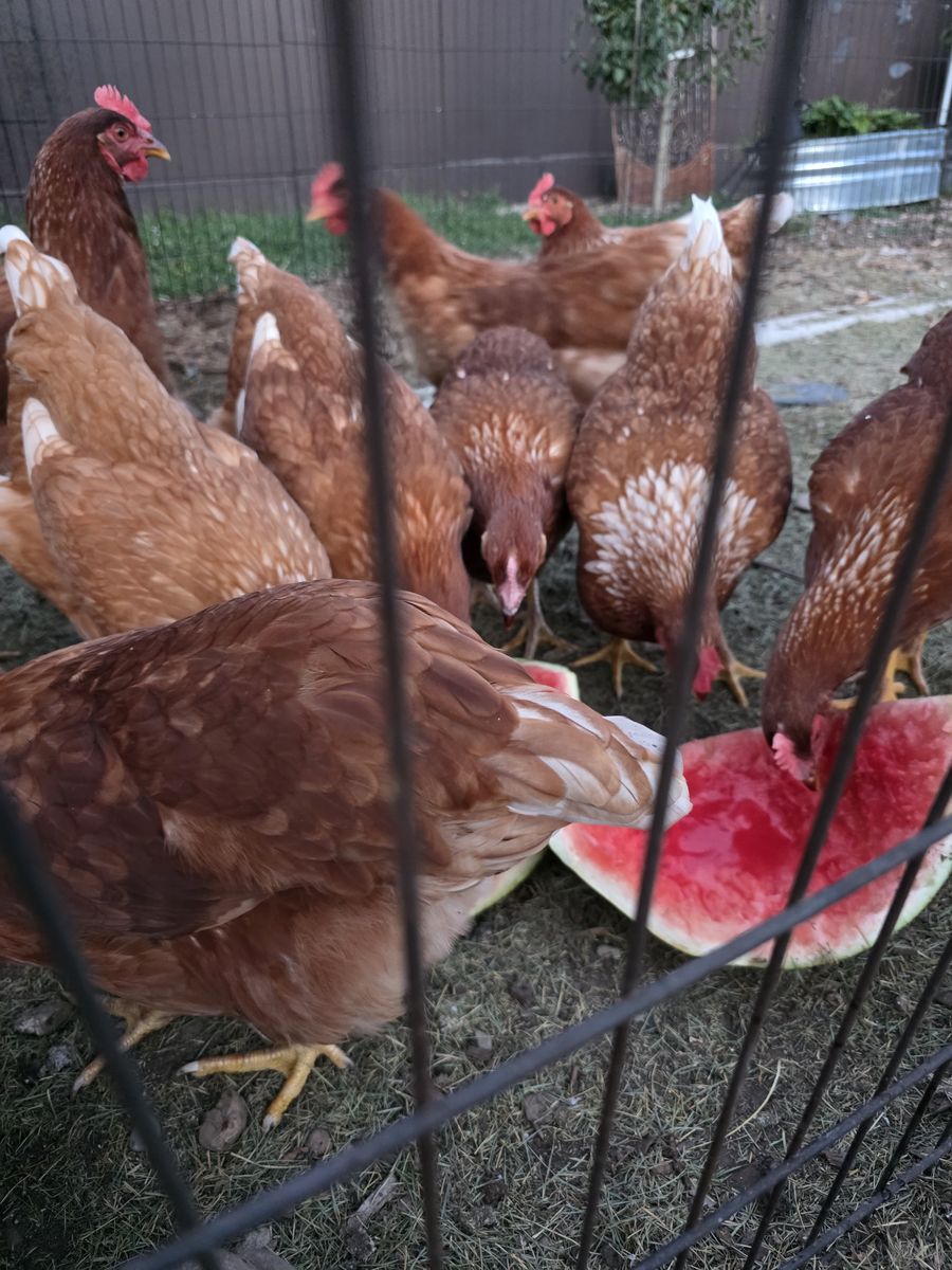 NEWLY LAYING HENS (20 weeks)