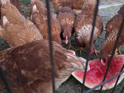 NEWLY LAYING HENS (20 weeks)