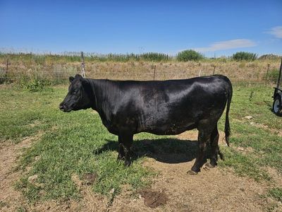 Healthy Black Angus/Jersey cross cows. 18 months old. 5 months pregnant.