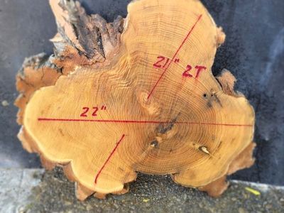 Black Locust hard wood slab 21"×22" 2" thick