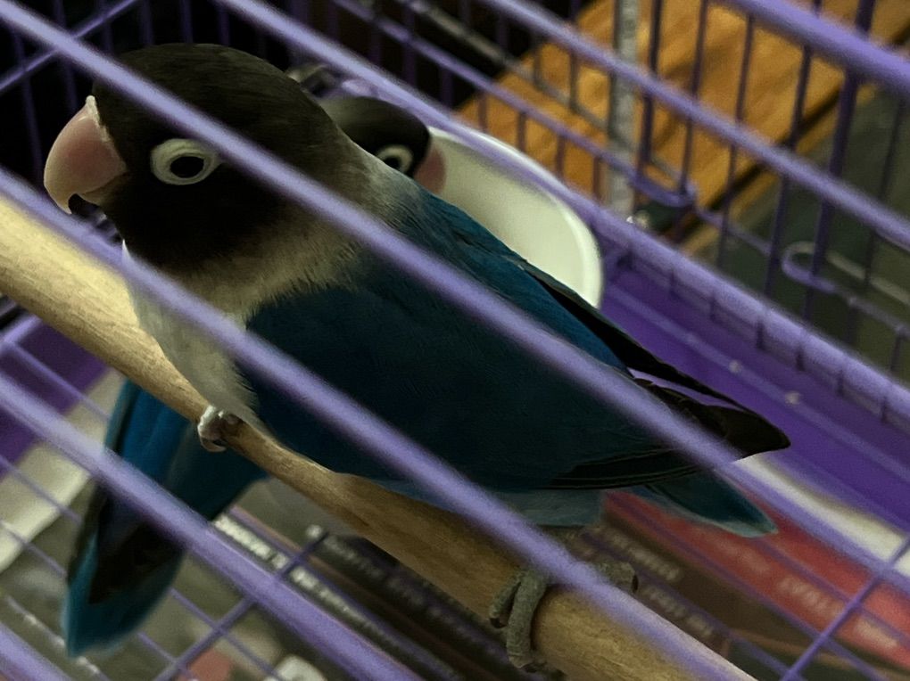 Main image 4