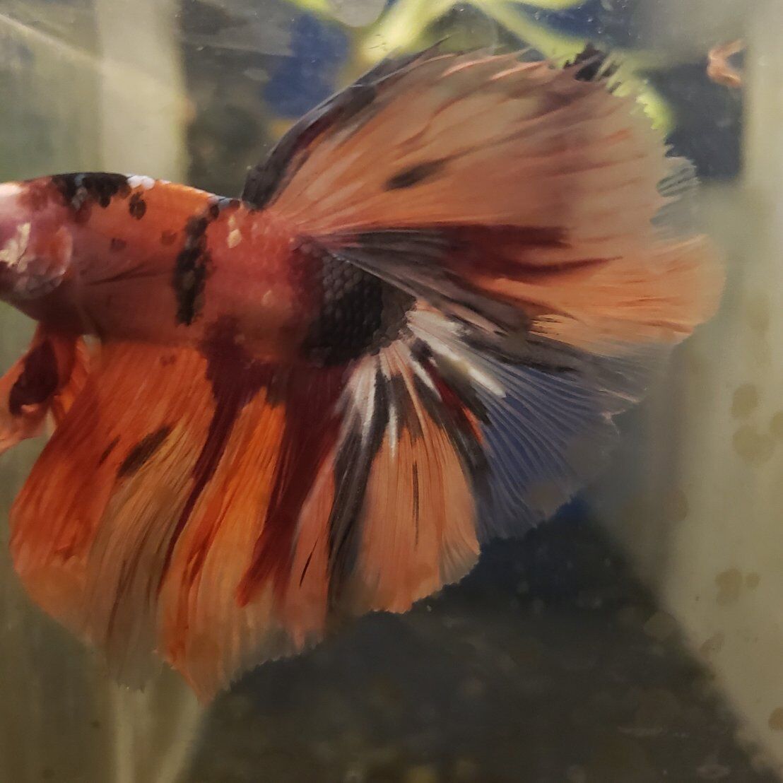 Import halfmoon Betta