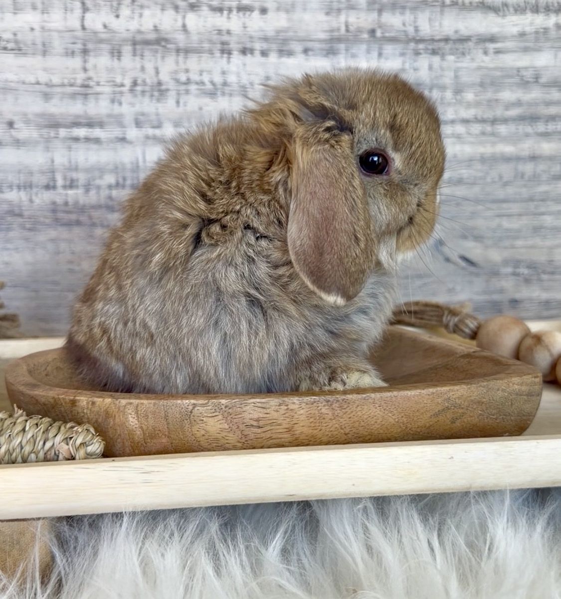 Tiniest Vm Chocolate Chesnut holland lop Buck