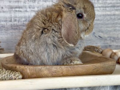 Tiniest Vm Chocolate Chesnut holland lop Buck