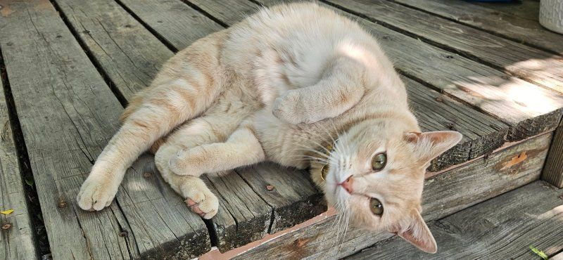 tabby cat