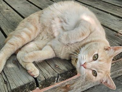 tabby cat