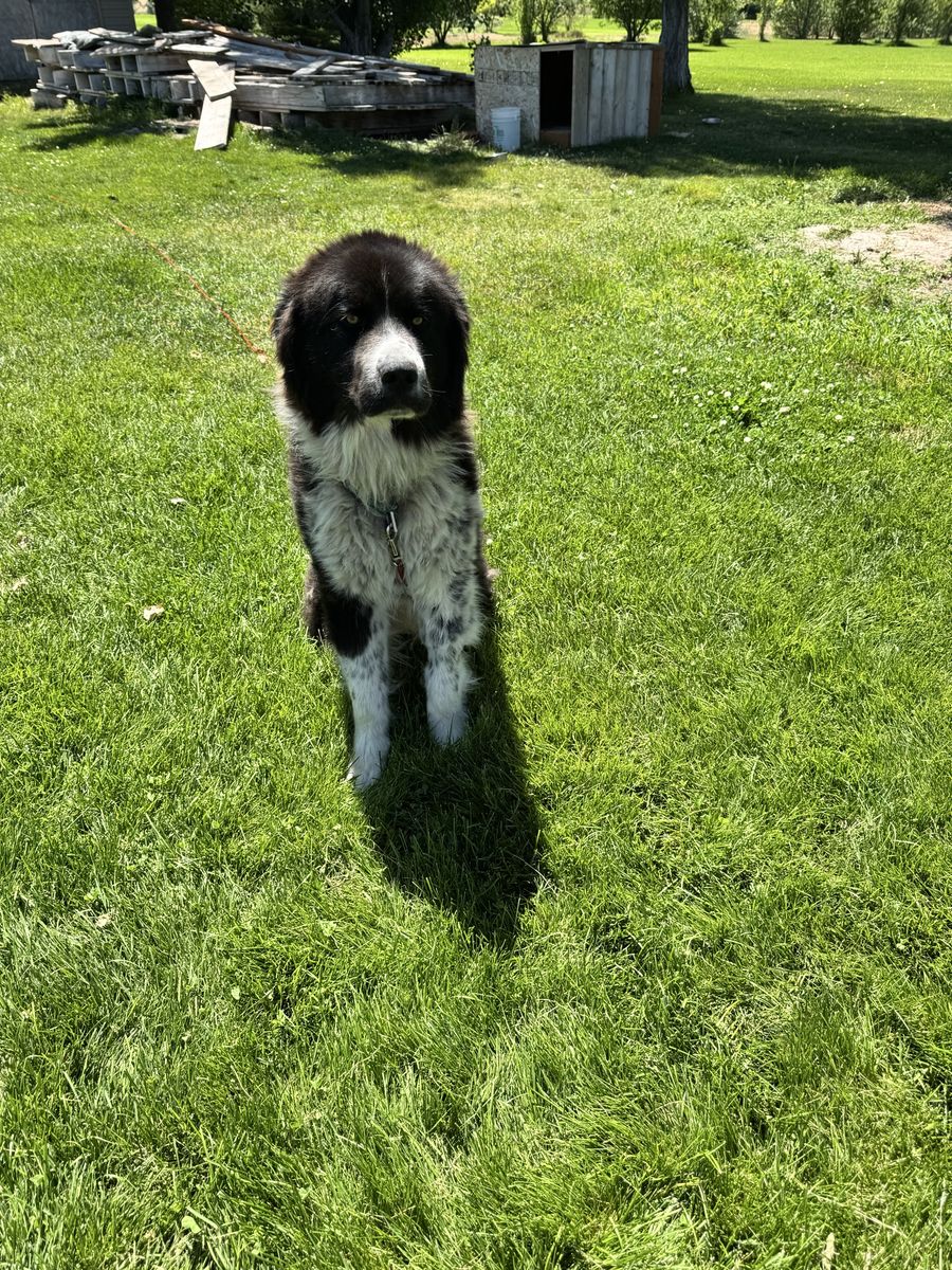Great Pyrenees mix