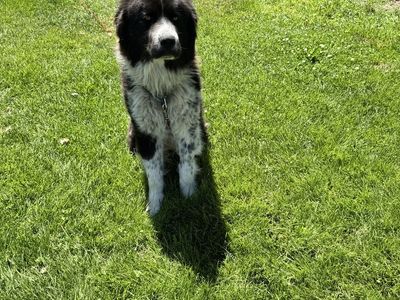 Great Pyrenees mix