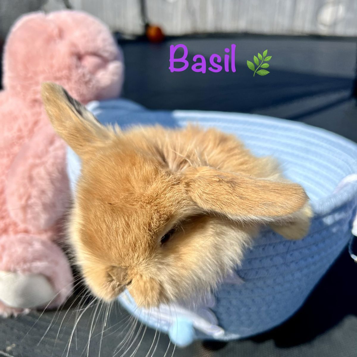 Purebred Holland Lop Doe